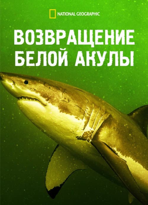 Постер: Возвращение белой акулы