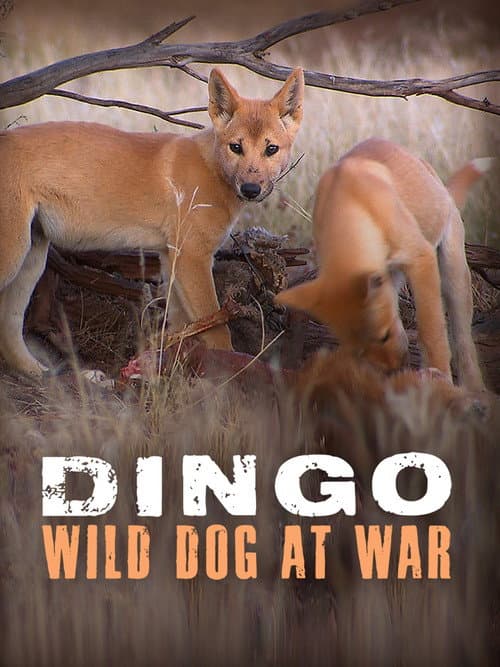 Постер: Dingo: Wild Dog at War