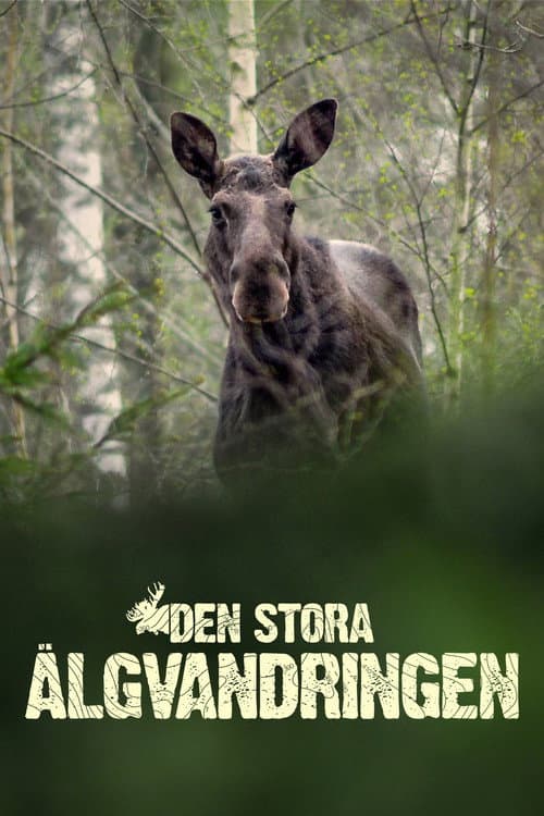 Постер: Den stora älgvandringen