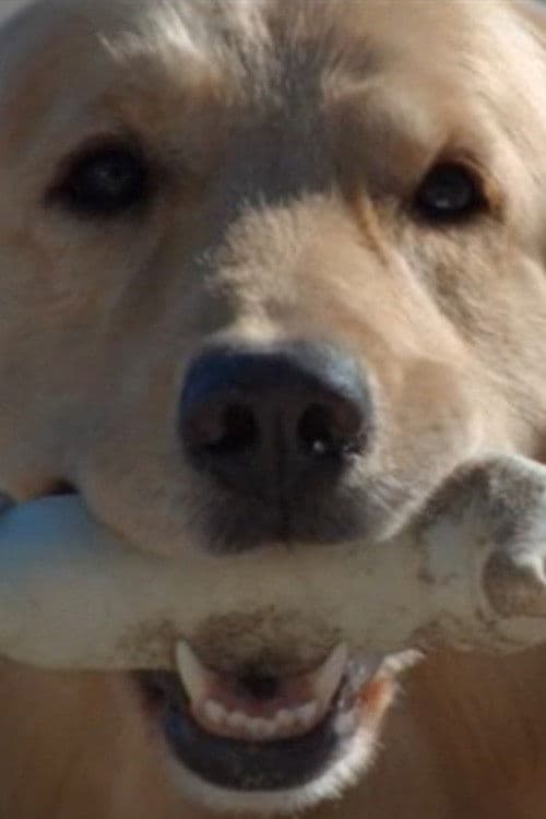Постер: Good Boy