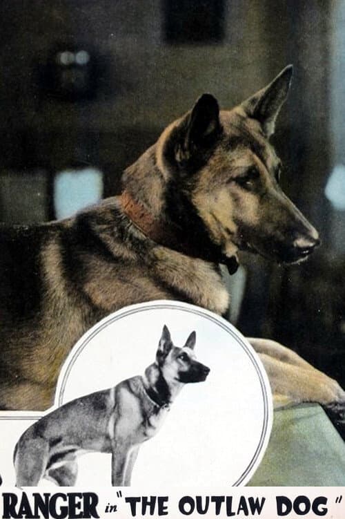 Постер: The Outlaw Dog