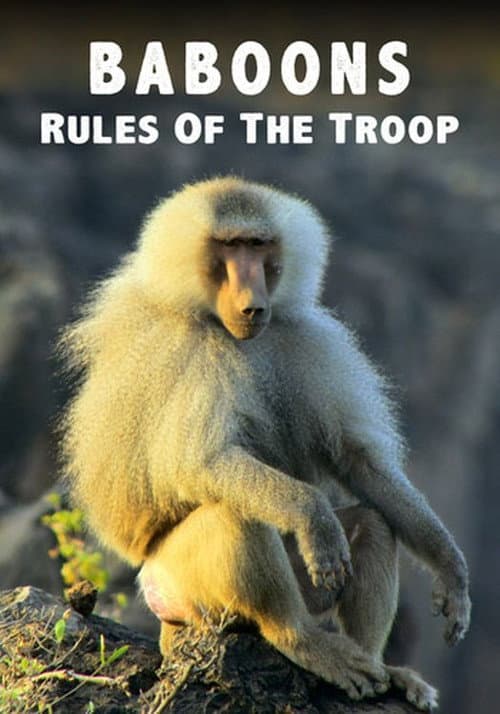 Постер: Baboons: Rules of the Troop