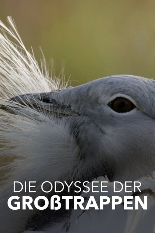Постер: Die Odyssee der Großtrappen - Das Comeback der Riesenvögel