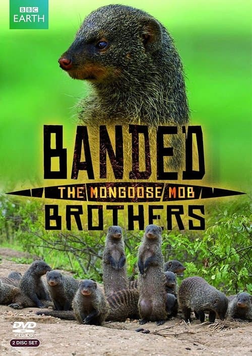 Постер: Banded Brothers