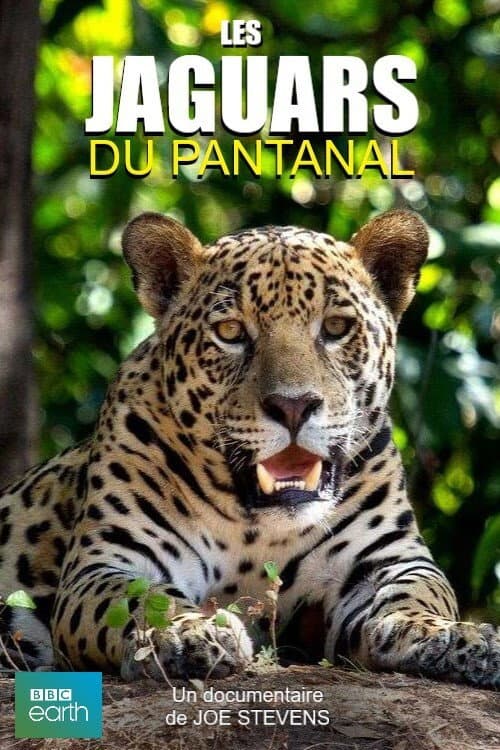 Постер: Les jaguars du Pantanal