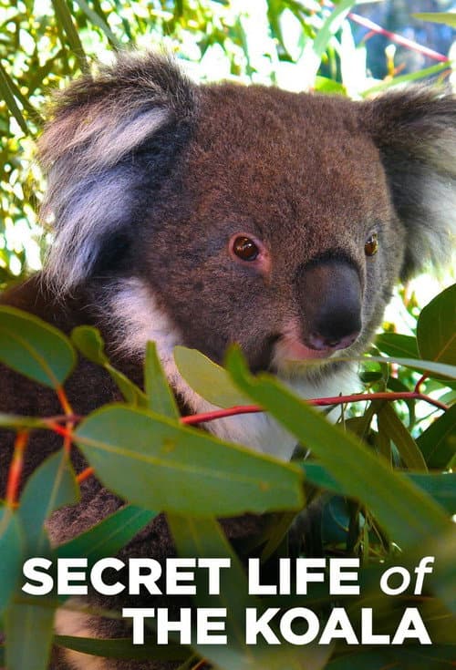 Постер: Secret Life of the Koala