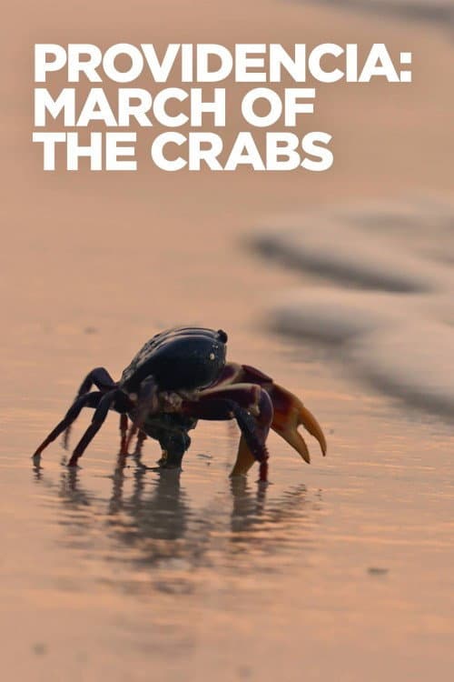 Постер: Providencia March of the Crabs