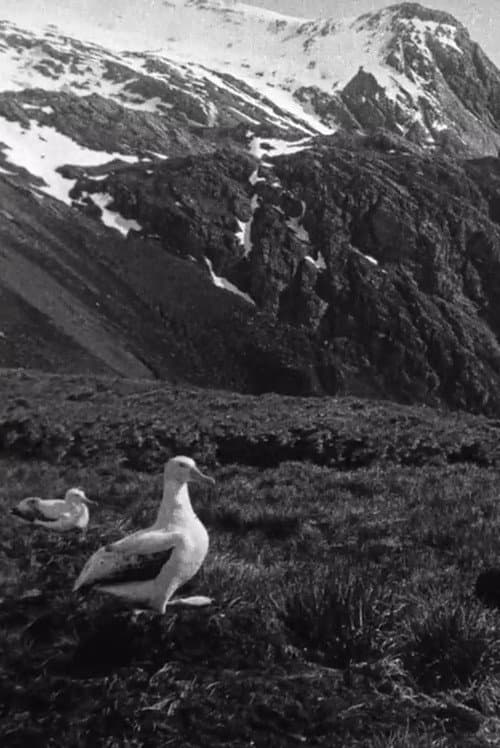 Постер: Shackleton South Georgia Birds