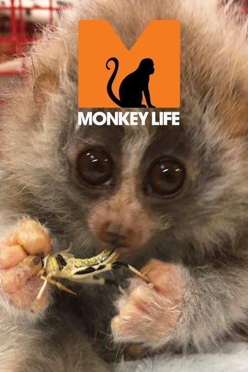 Постер: Monkey Life