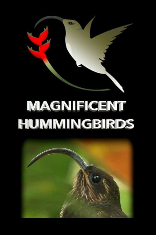 Постер: Magnificent Hummingbirds