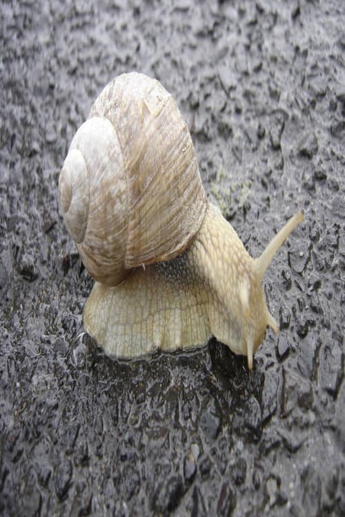 Постер: The Snail
