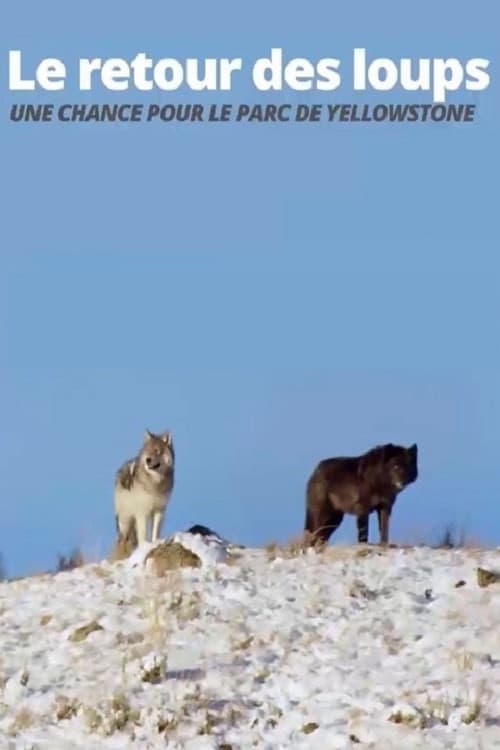Постер: Die Rückkehr der Wölfe: Das Wunder im Yellowstone-Nationalpark