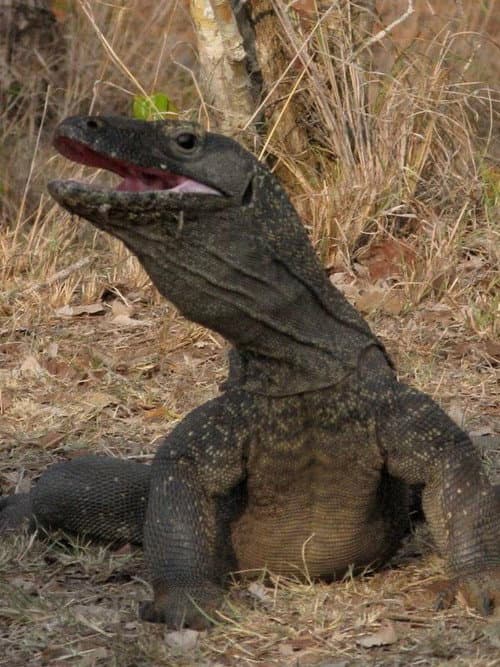 Постер: The Natural World--Komodo: The Deadly Bite