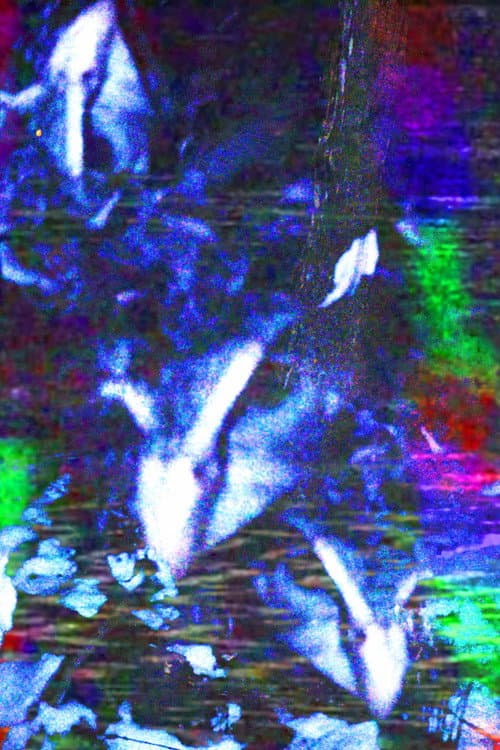 Постер: crow.mp4