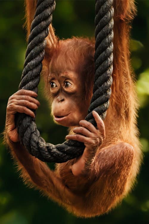 Постер: Wild Life - Orangutans