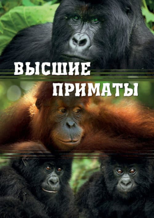 Постер: Высшие приматы