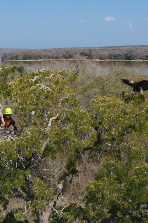 Постер: Fish Eagles of Madagascar