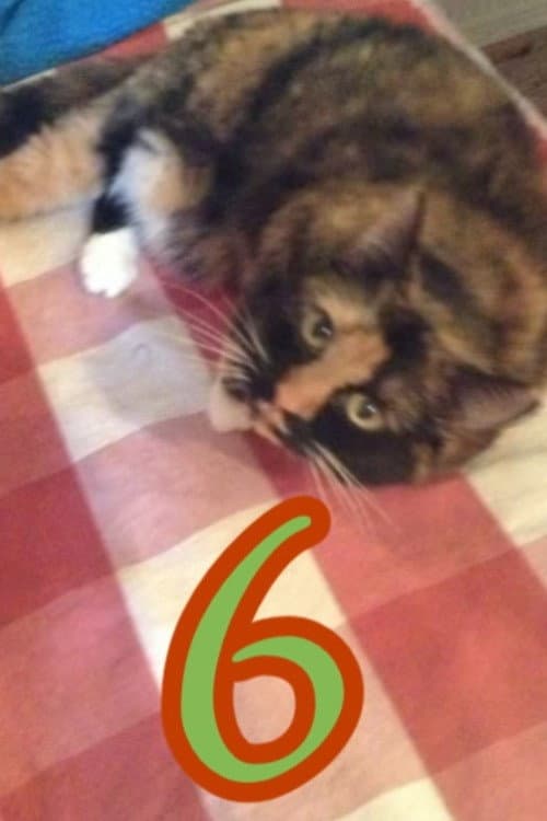 Постер: The Adventures of Murphy the Cat #6