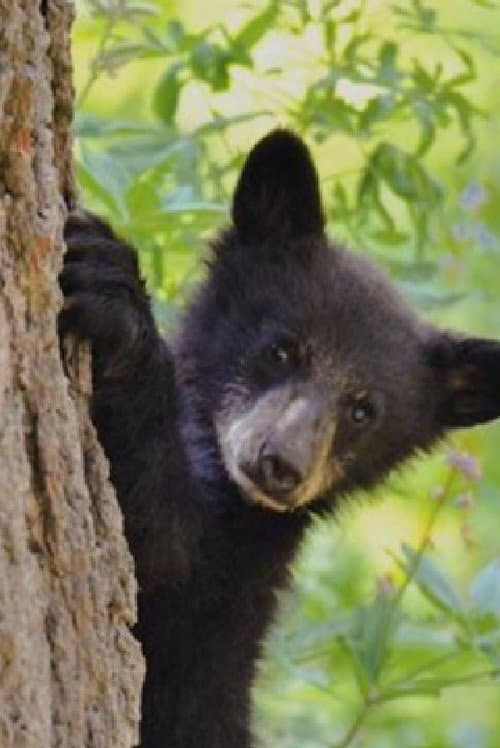 Постер: Bears of Sequoia