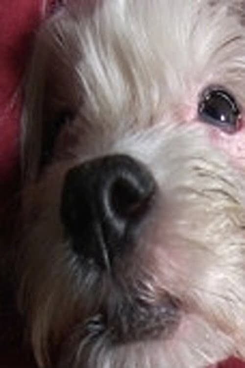 Постер: Doggy Life