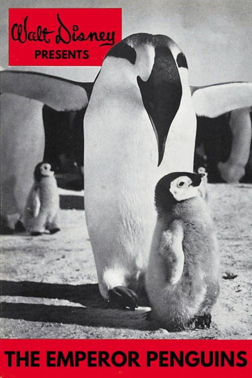 Постер: Emperor Penguins