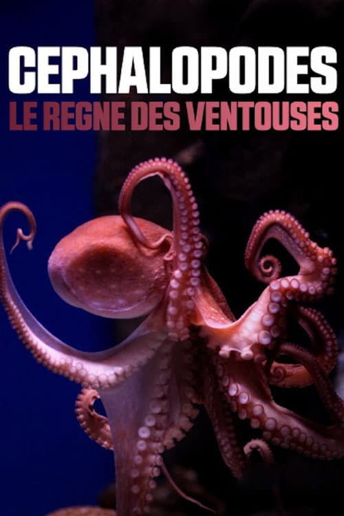 Постер: Céphalopodes : le règne des ventouses