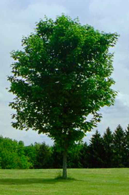 Постер: Tree
