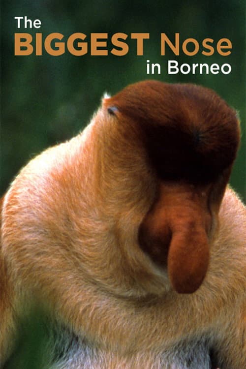 Постер: The Biggest Nose in Borneo