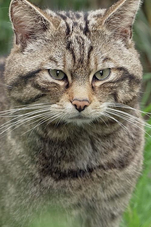 Постер: Wildcats: Cait ann an Cunnart