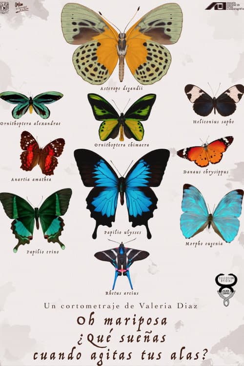 Постер: ¡Oh Mariposa! ¿Qué sueñas cuando agitas tus alas?