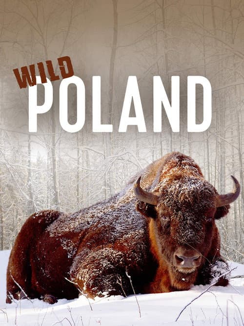 Постер: Wild Poland