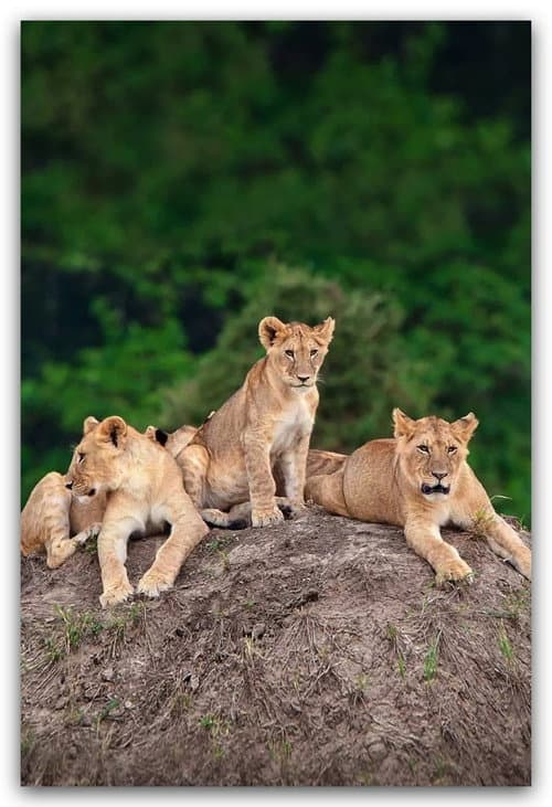 Постер: Little Big Cat