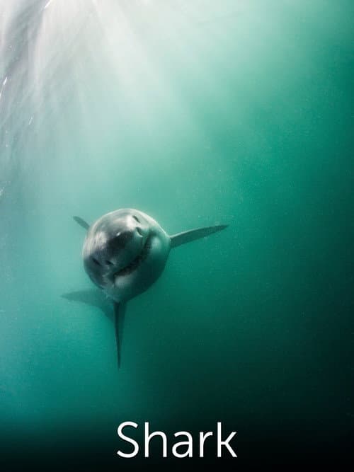 Постер: Shark: Beneath the Surface