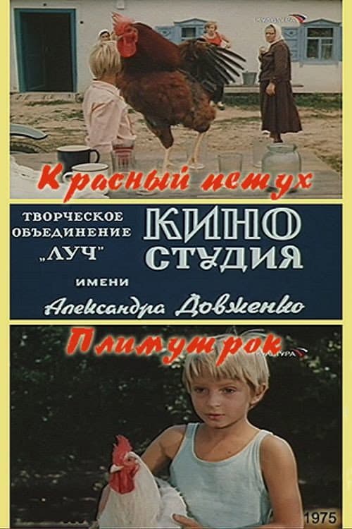 Постер: Красный петух плимутрок