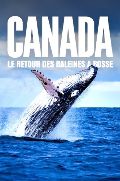 Постер: Le retour des baleines à bosse