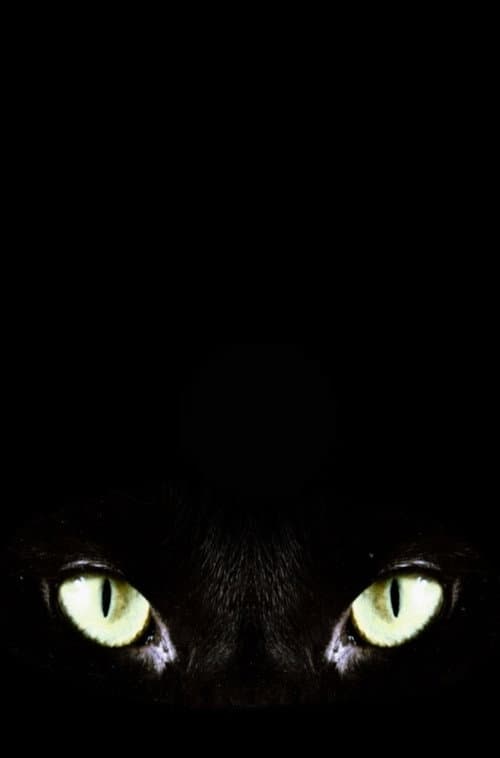Постер: Halloween Claws