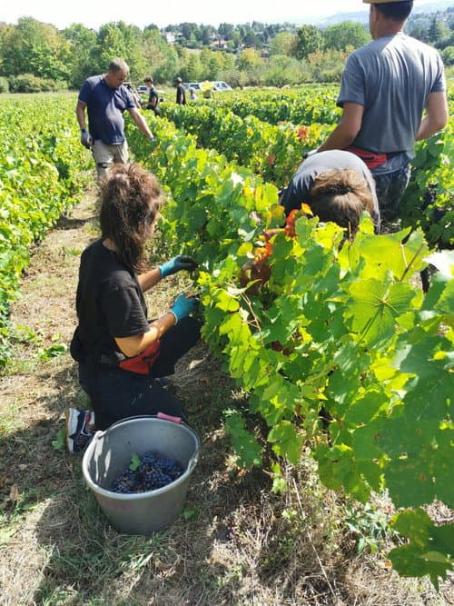 Постер: Chemins de vigne