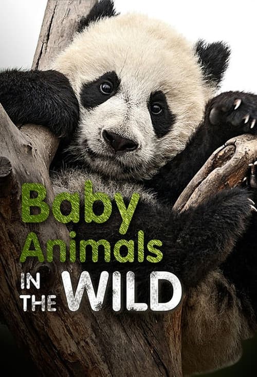 Постер: Baby Animals In The Wild