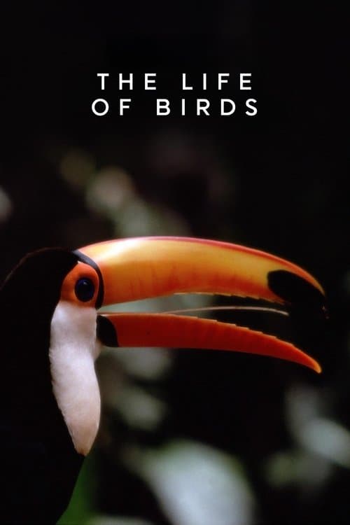 Постер: The Life of Birds
