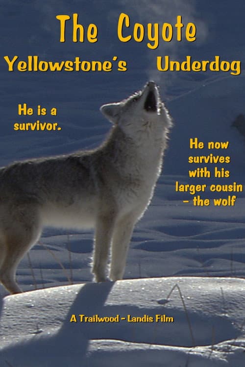 Постер: The Coyote: Yellowstone's Underdog