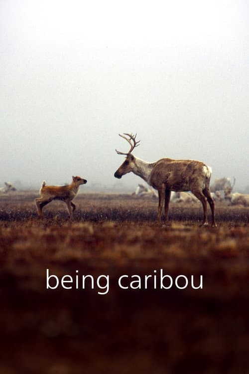 Постер: Being Caribou