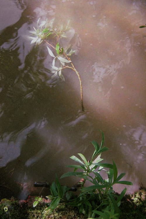 Постер: La Respiration de Cristal