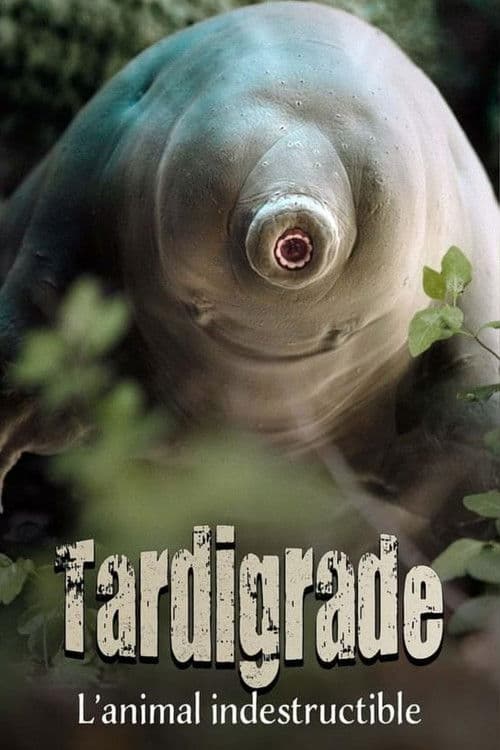 Постер: Tardigrade, l'animal indestructible