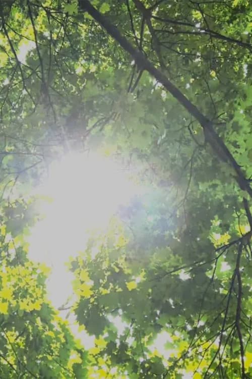 Постер: Dreams of Sunlight Through Trees