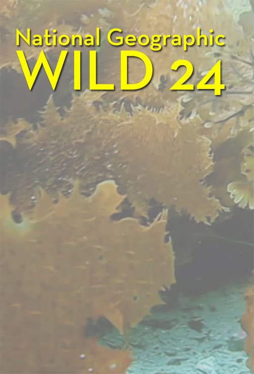 Постер: Wild 24