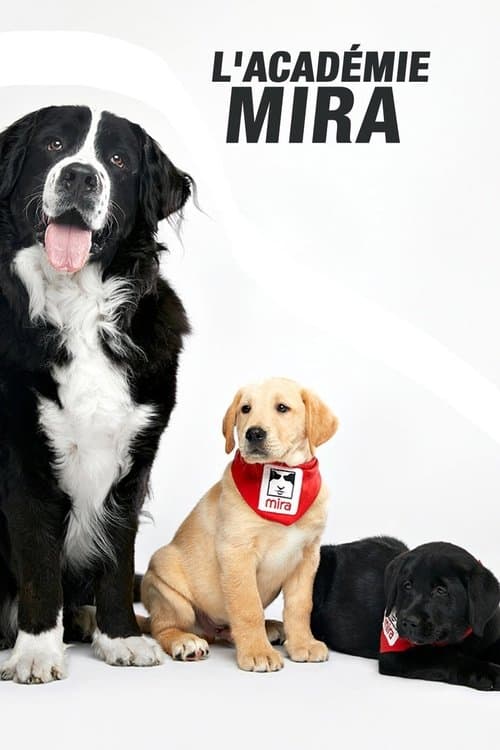Постер: L'académie Mira