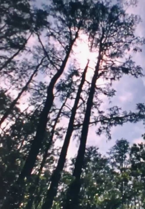 Постер: Wilderness: A Country in the Mind