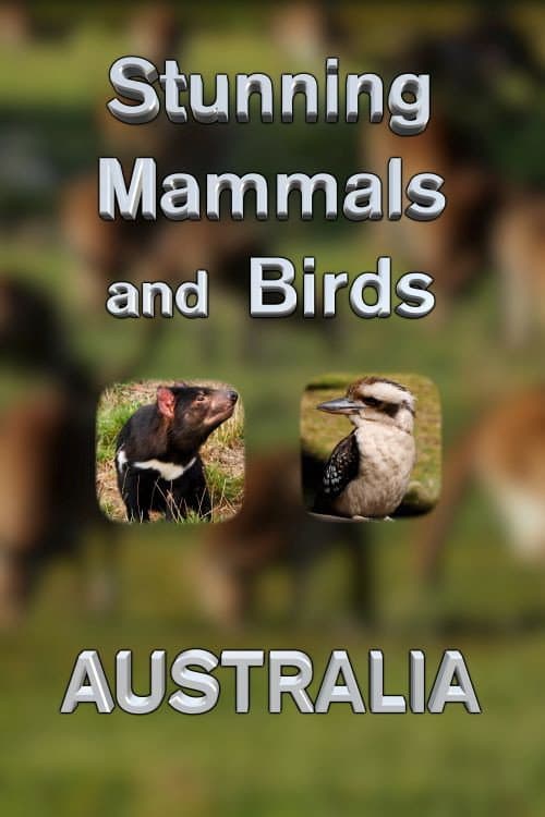 Постер: Stunning Mammals and Birds: Australia