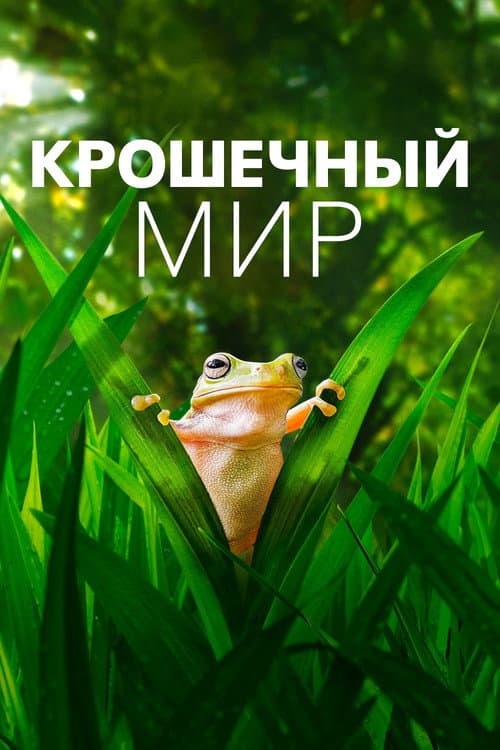 Кадр 6