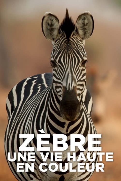 Постер: Zèbre, une vie haute en couleur